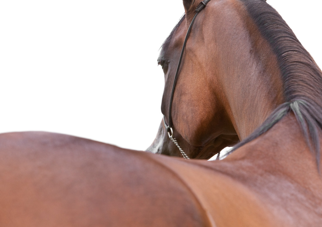 Profile of a horse