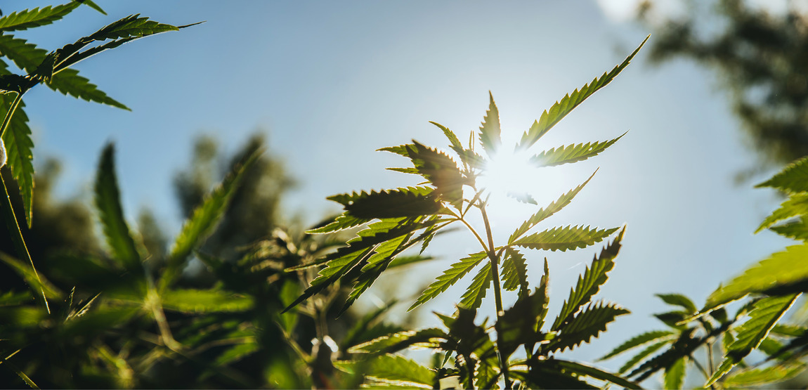 Cannabis fields with sunlight peaking thru